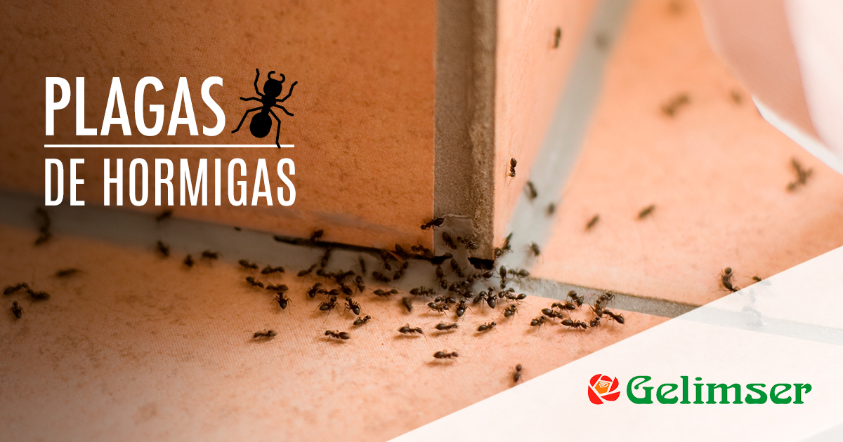 Plagas de Hormigas 